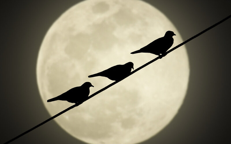 Three Birds on Wire