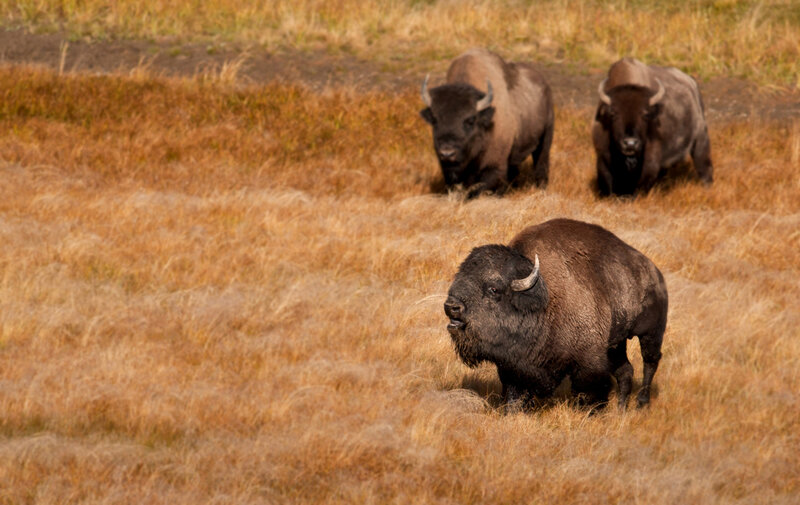 Three Bison in Field