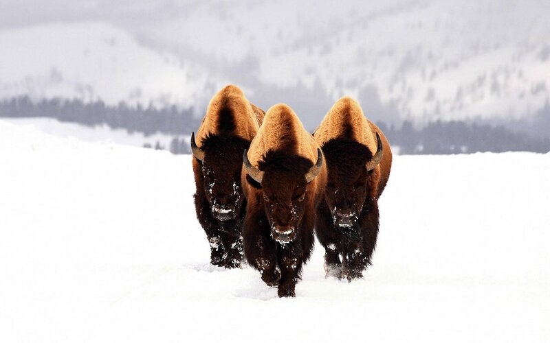 Three Bison in Snow