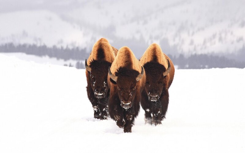 Three Bison in Snow — White