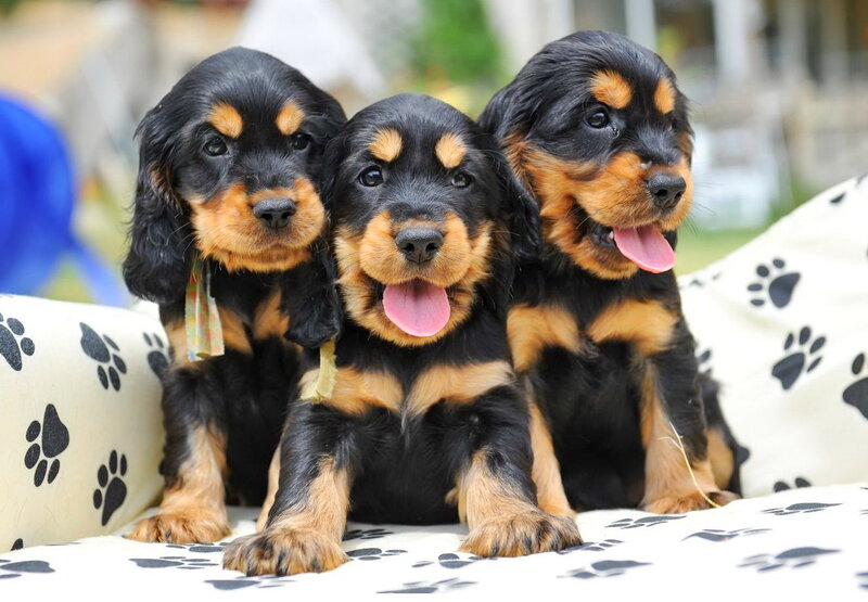 Three Black and Tan Puppies — Playful