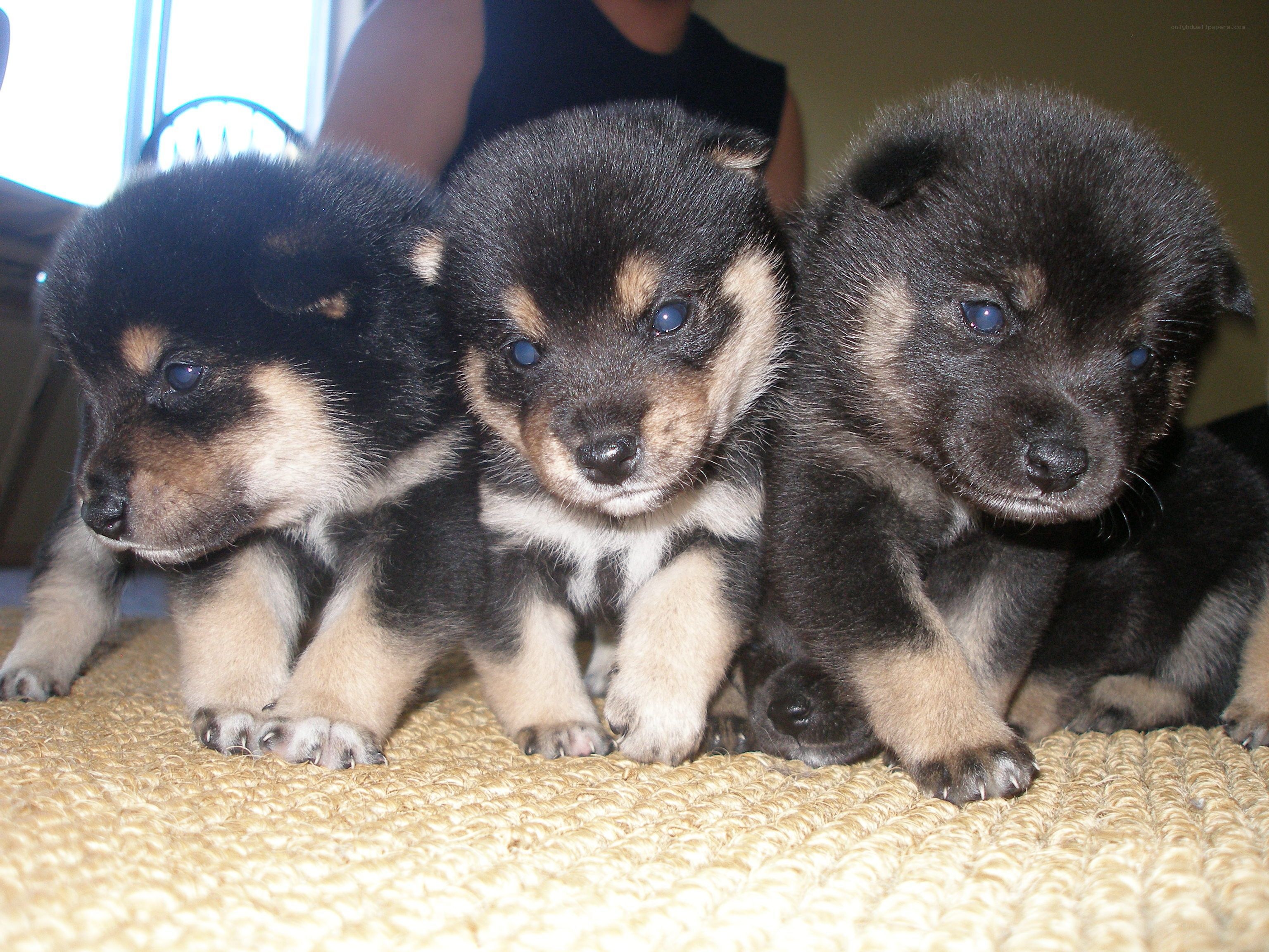 Three black and tan puppies