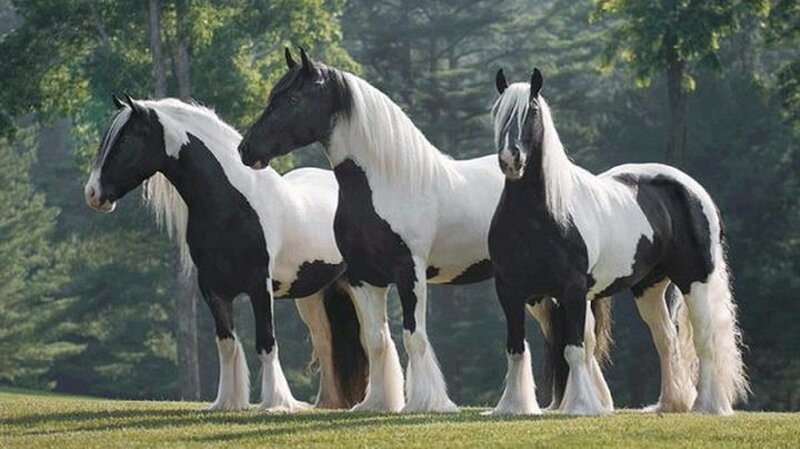 Three Black and White Horses