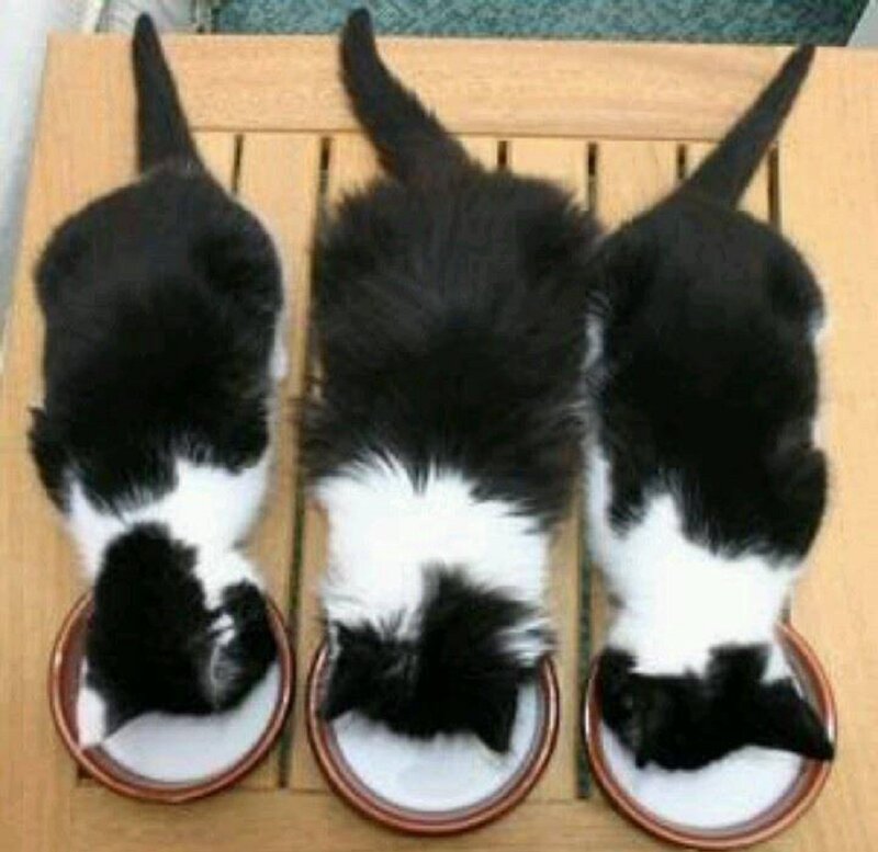 Three Black and White Kittens — Calm, Photograph, Bowls