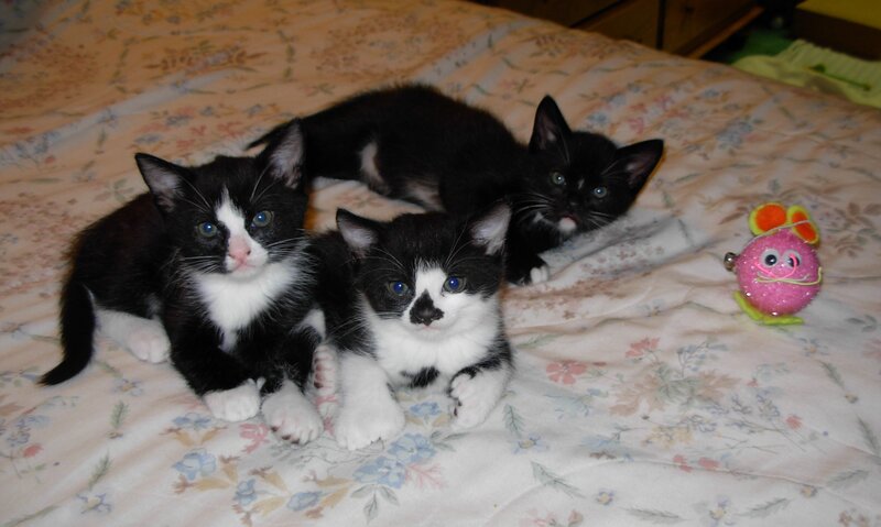 Three Black and White Kittens — Calm, Photograph