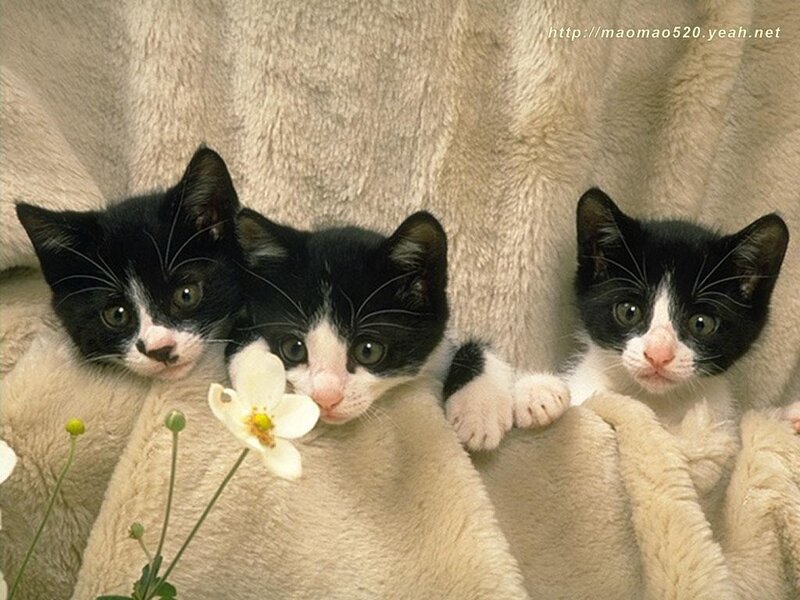 Three Black and White Kittens — Calm