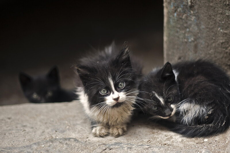 Three Black and White Kittens — Curious