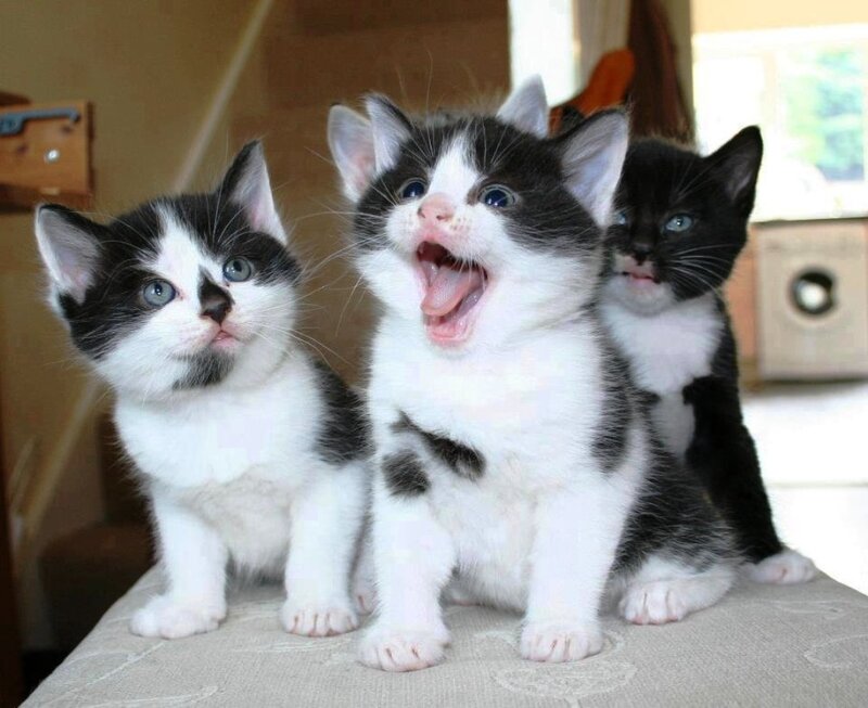 Three Black and White Kittens — Playful