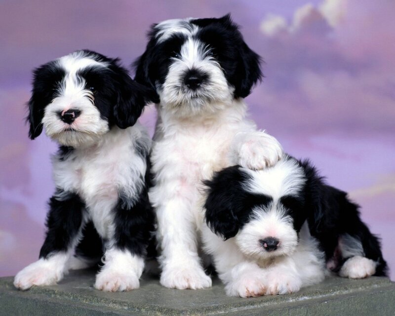 three black and white puppies