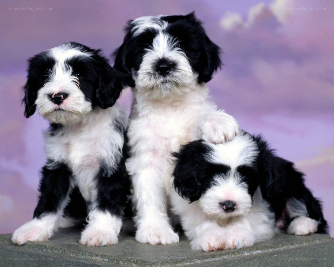 three black and white puppies