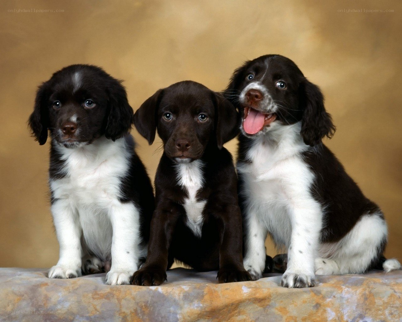 three black and white puppies