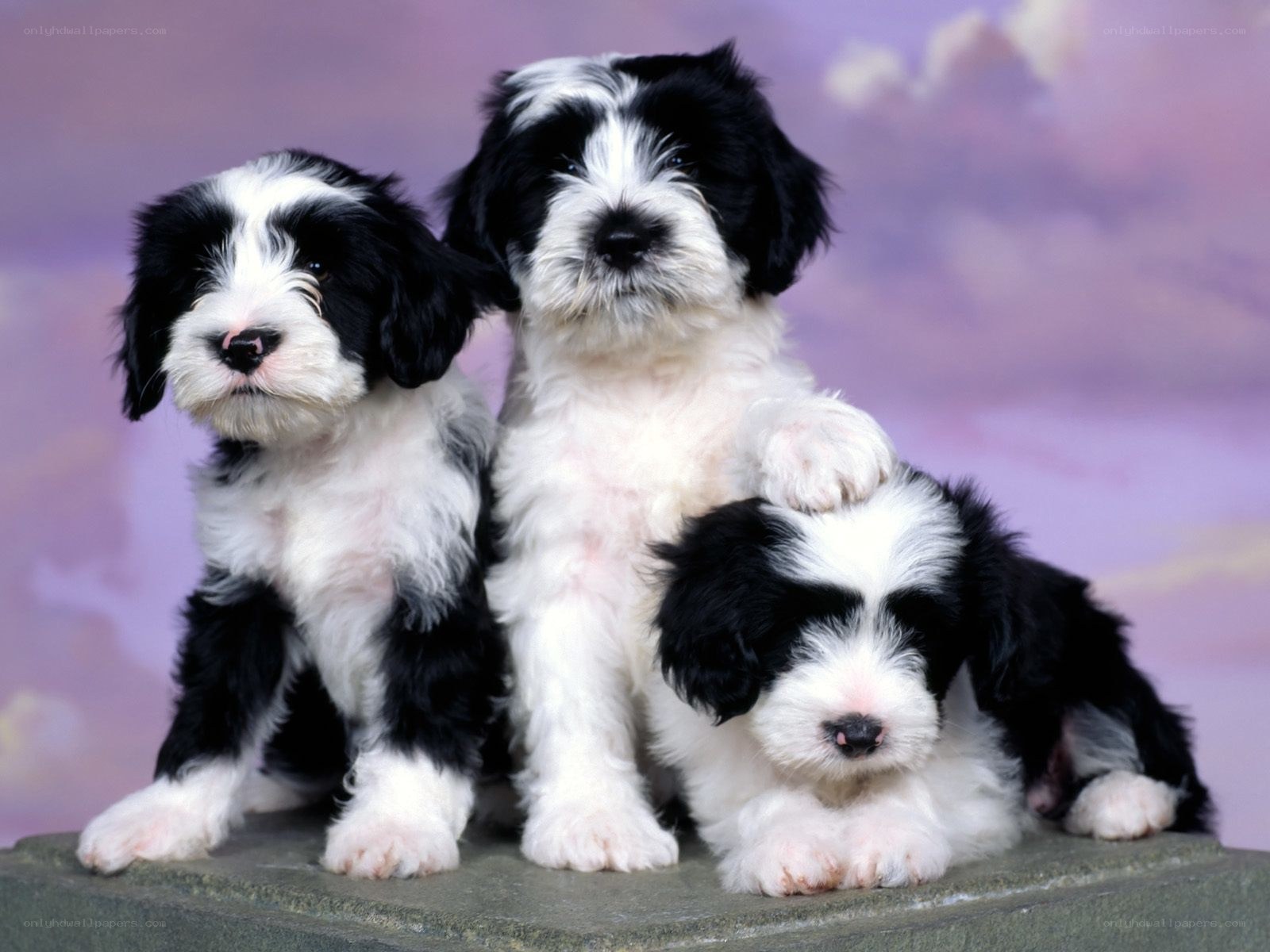 Three black and white puppies