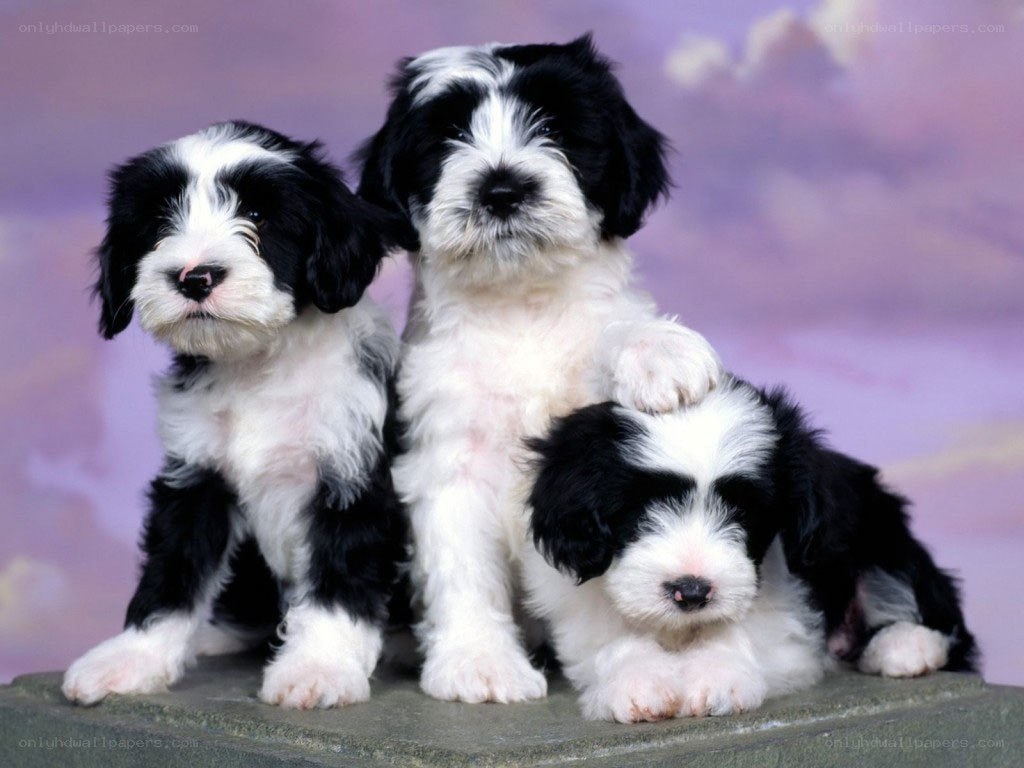 Three black and white puppies