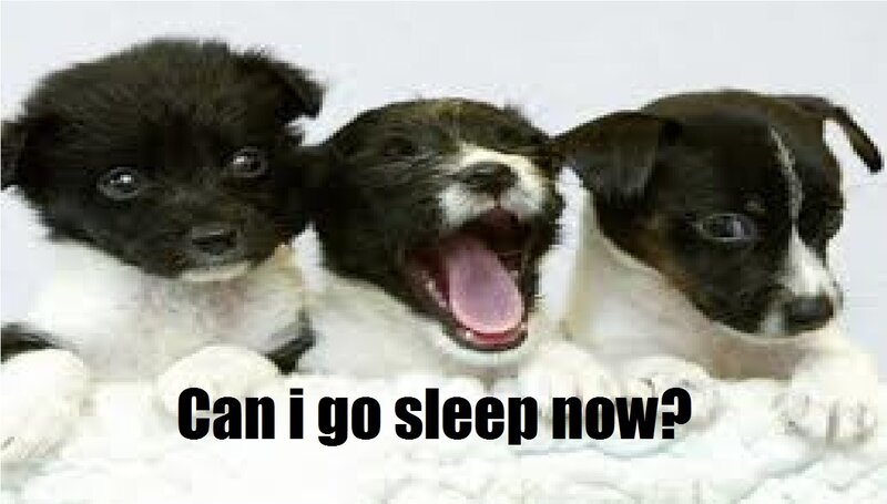 Three Black-and-white Puppies — Black