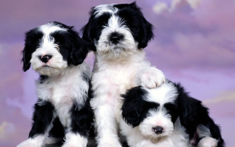 Three Black and White Puppies — Calm, Photograph