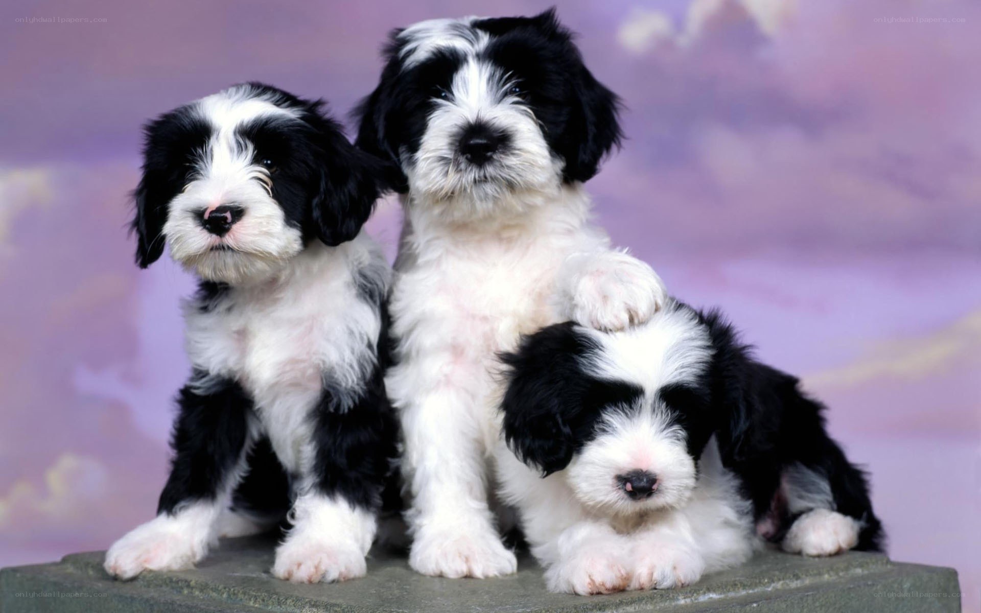 Three black and white puppies