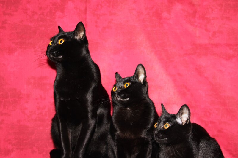 Three Black Cats — Calm