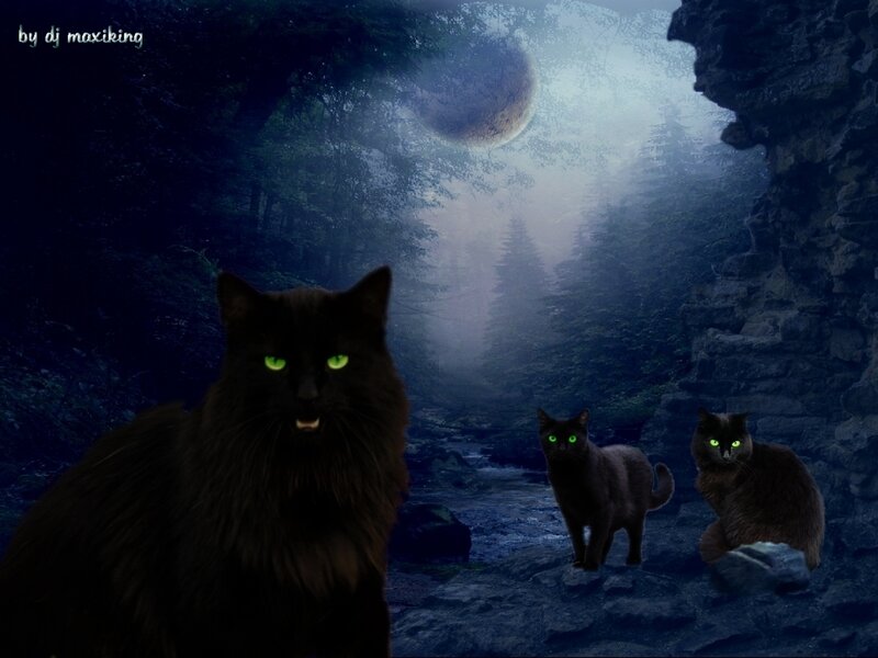 Three Black Cats in Forest