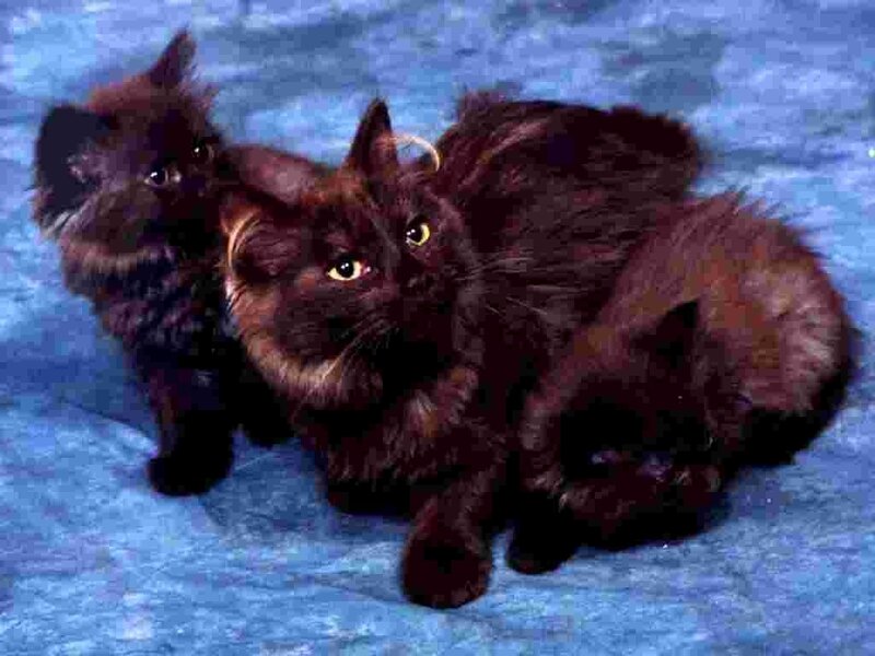 Three Black Cats
