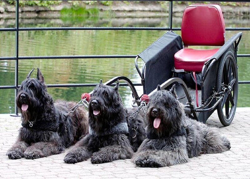 Three Black Dogs