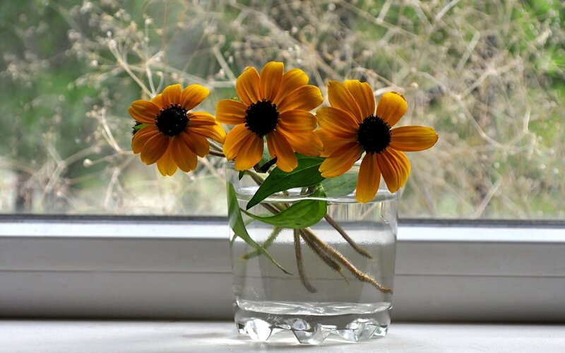 Three Black-eyed Susans