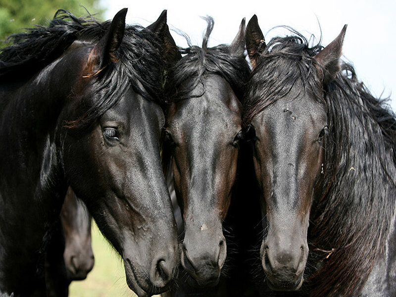 Three Black Horses — Calm