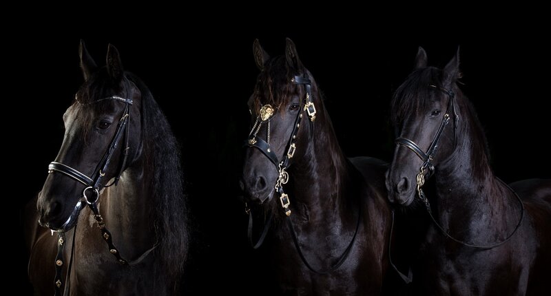 Three Black Horses — Dramatic, Photograph