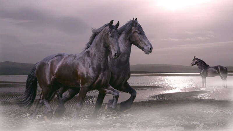 Three Black Horses — Dramatic, Sunset