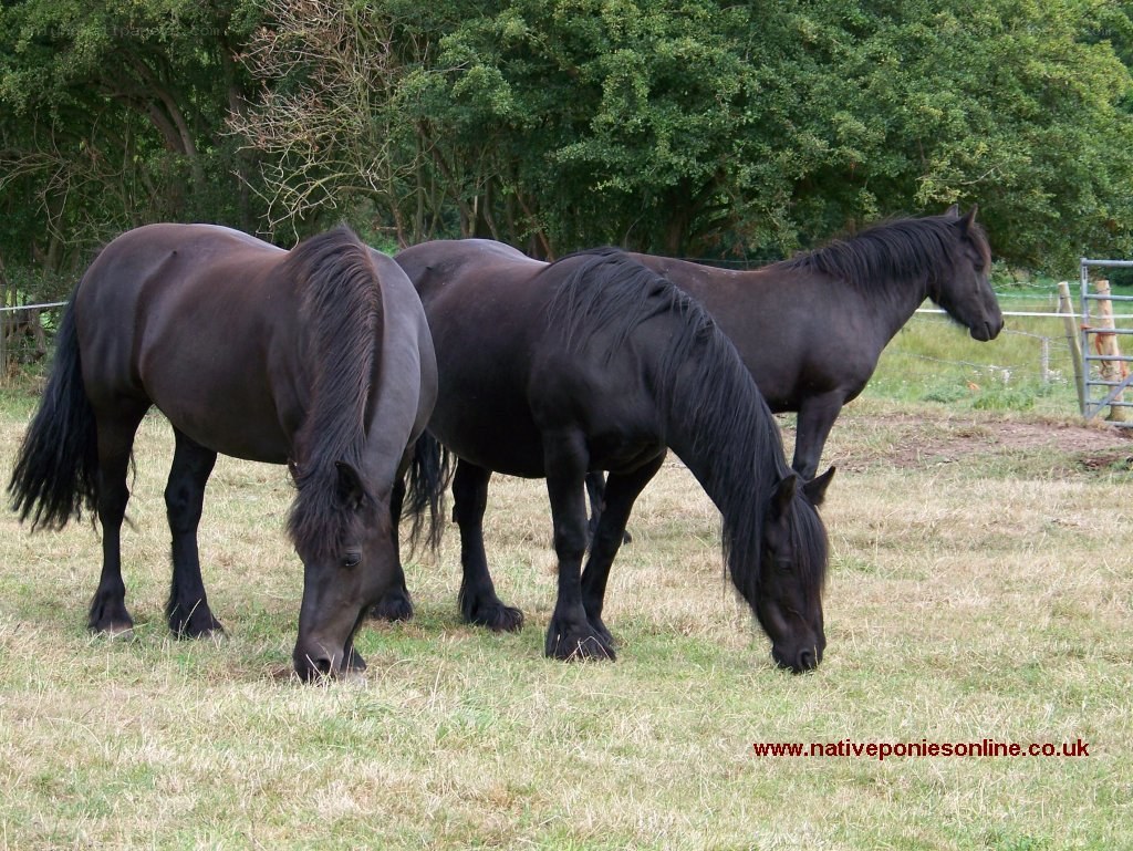 Three black horses grazing