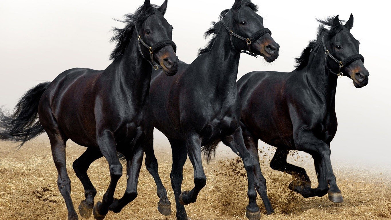 three black horses running