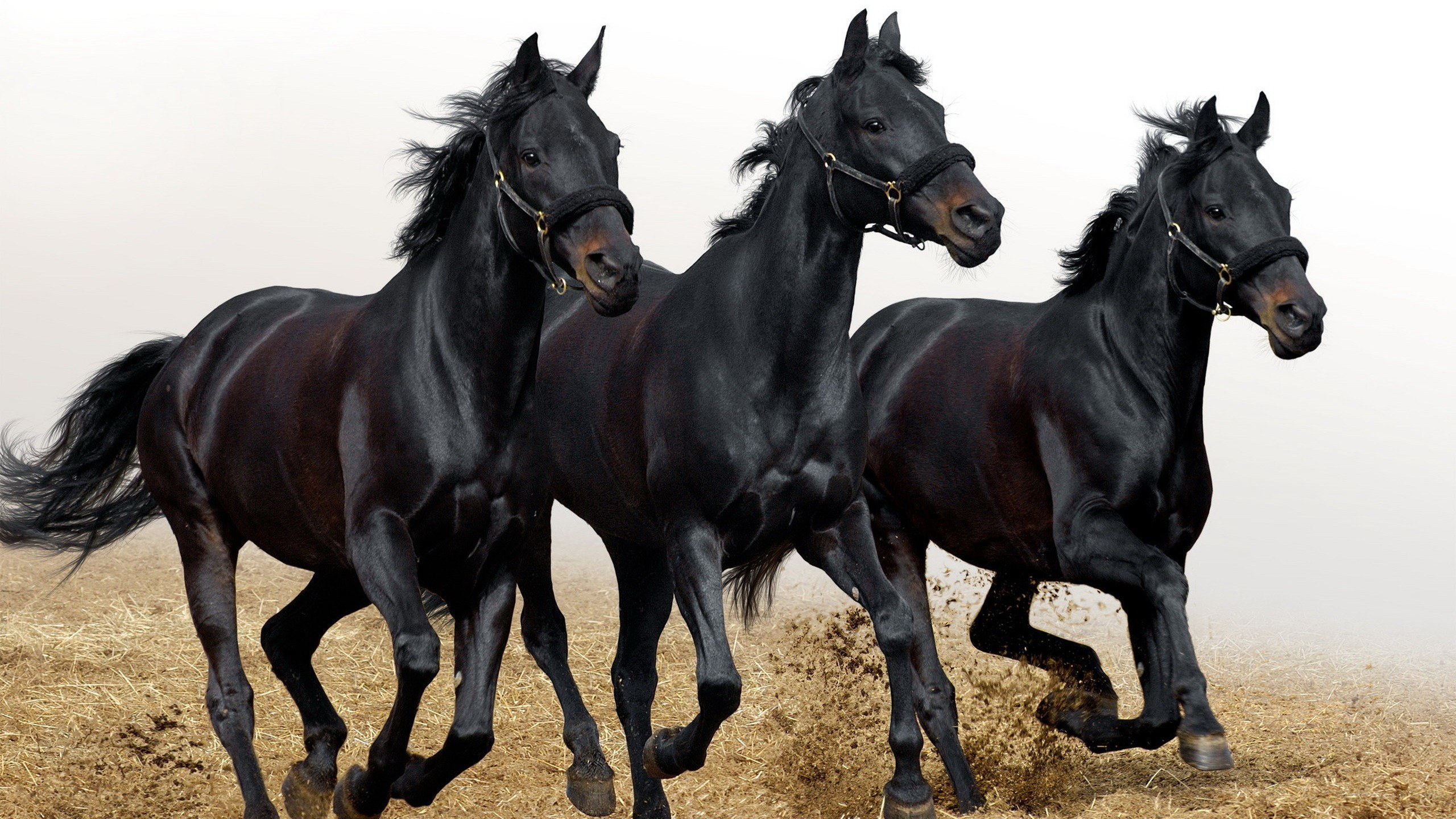 three black horses running