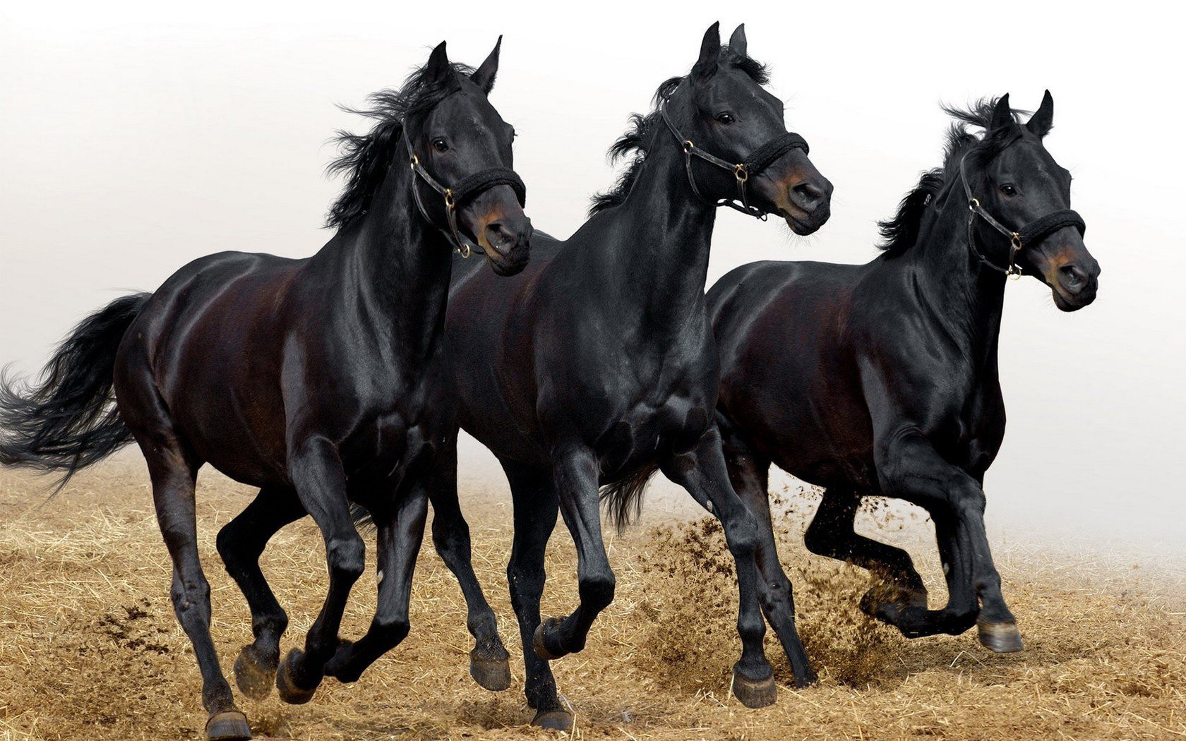 three black horses running