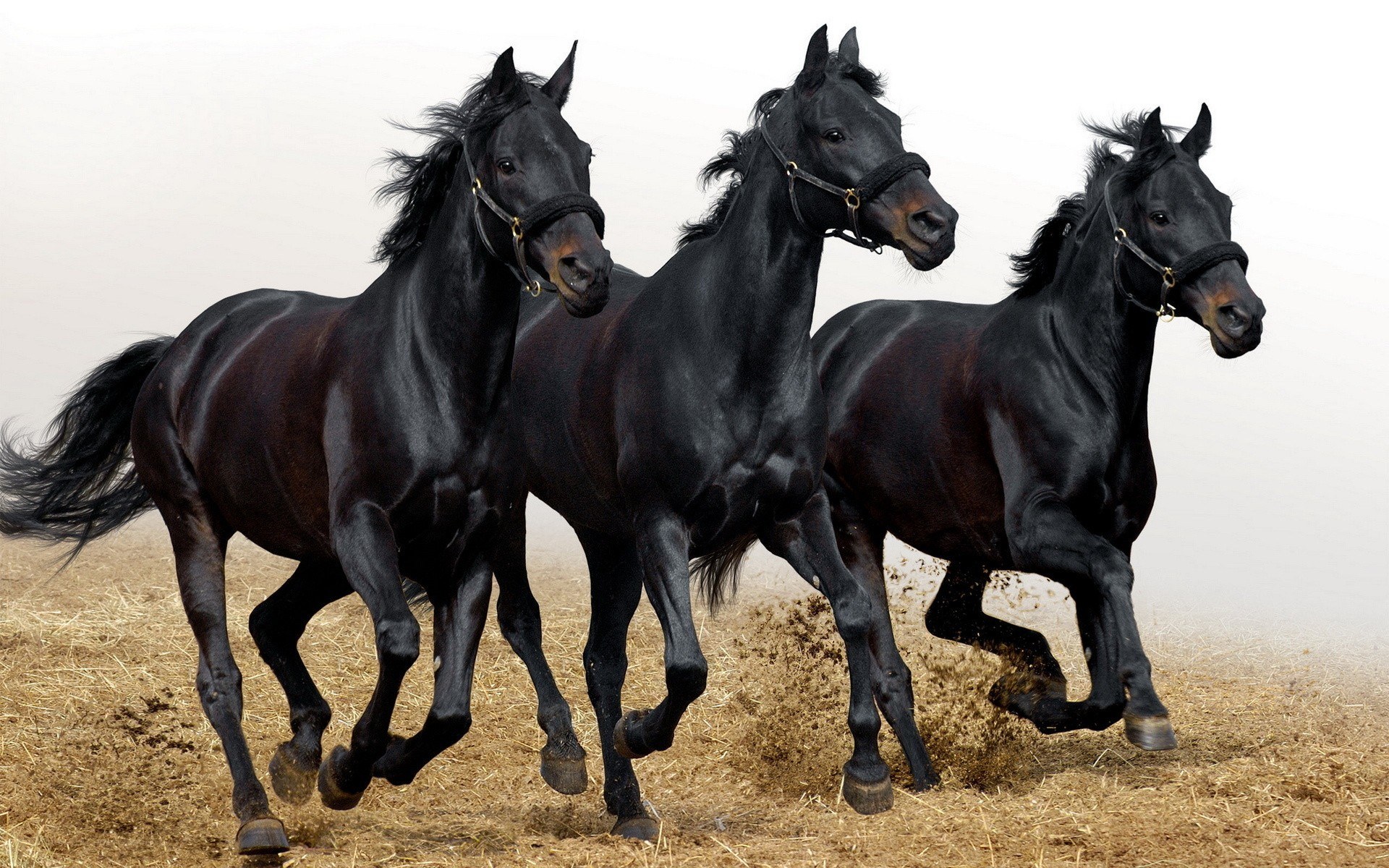 three black horses running
