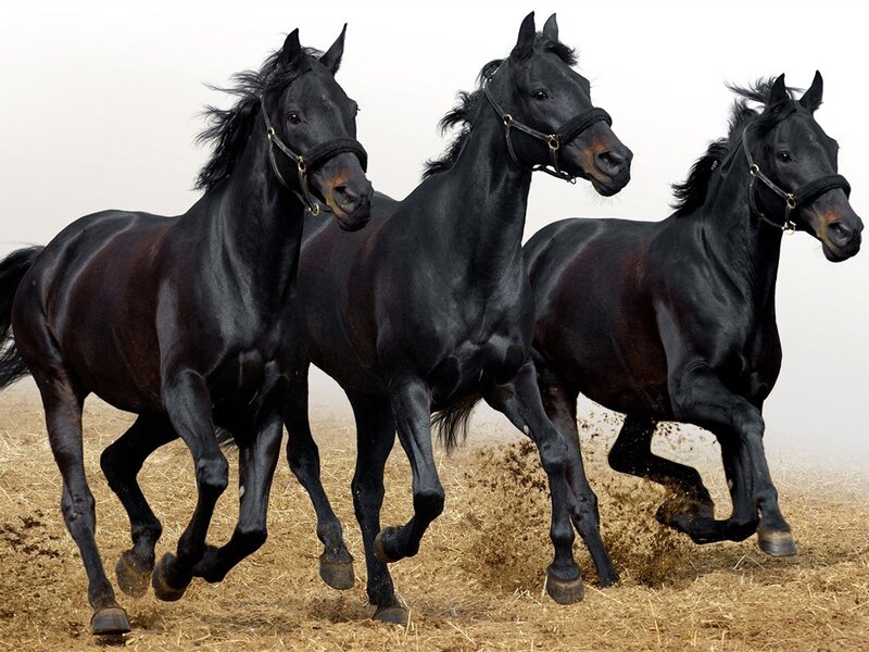 Three Black Horses Running — Dynamic, Photograph, Dirt