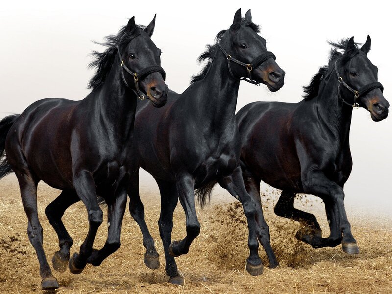 Three Black Horses Running — Dynamic, Photograph, Field, Blinders, Brown