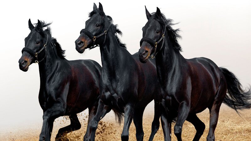 Three Black Horses Running — Dynamic, Photograph, Field, Blinders