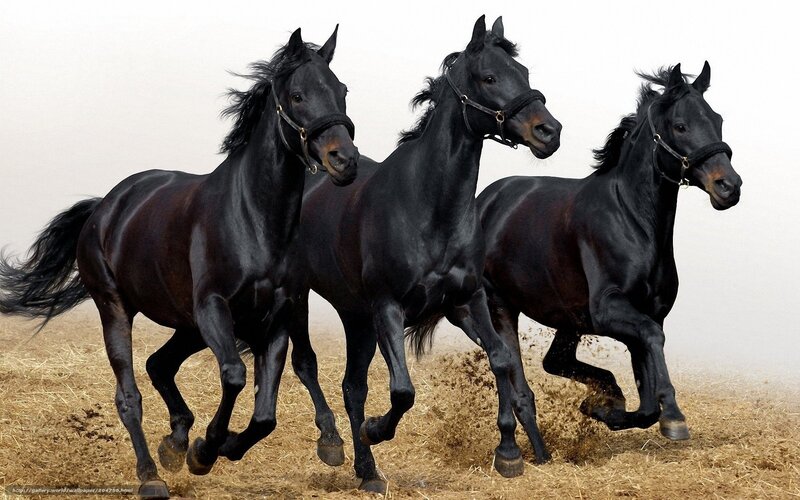 Three Black Horses Running — Dynamic, Photograph, Field, Saddle, Bridle
