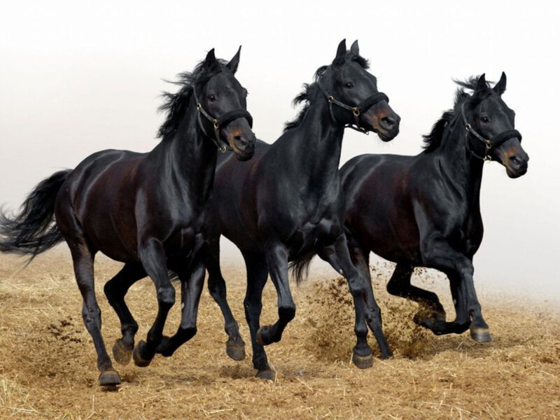 Three Black Horses Running — Dynamic, Photograph, Field
