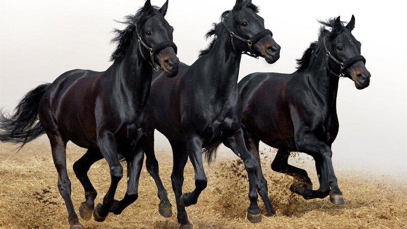 Three Black Horses Running — Dynamic, Photograph, Saddle