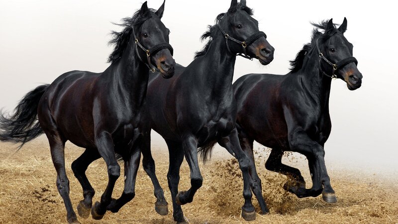 Three Black Horses Running — Dynamic, Photograph, Straw, Blurred Background