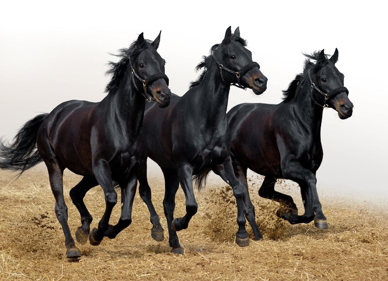 Three Black Horses Running — Dynamic, Photograph, Straw, Mud, Brown
