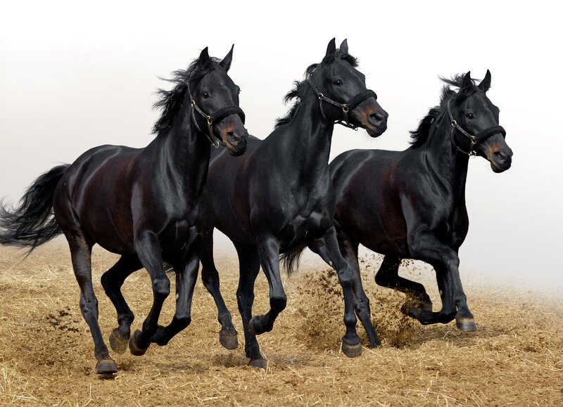 Three Black Horses Running — Dynamic, Photograph, Straw, Mud