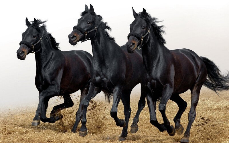 Three Black Horses Running — Dynamic, Photograph, Straw, Reins