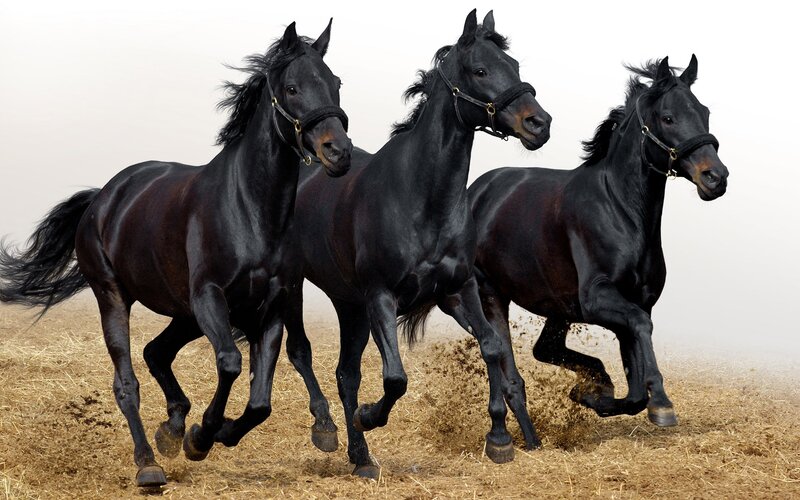 Three Black Horses Running — Dynamic, Photograph