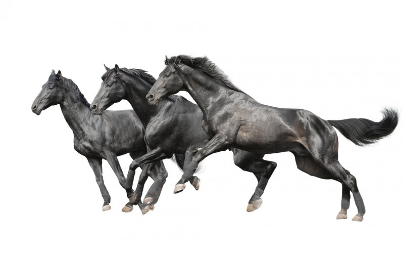 Three Black Horses Running — Dynamic, Photograph, White Background