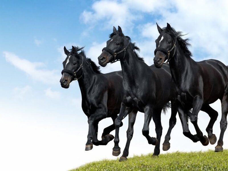 Three Black Horses Running — Dynamic