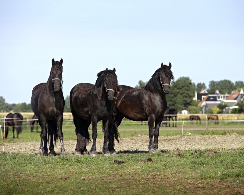 Three Black Horses