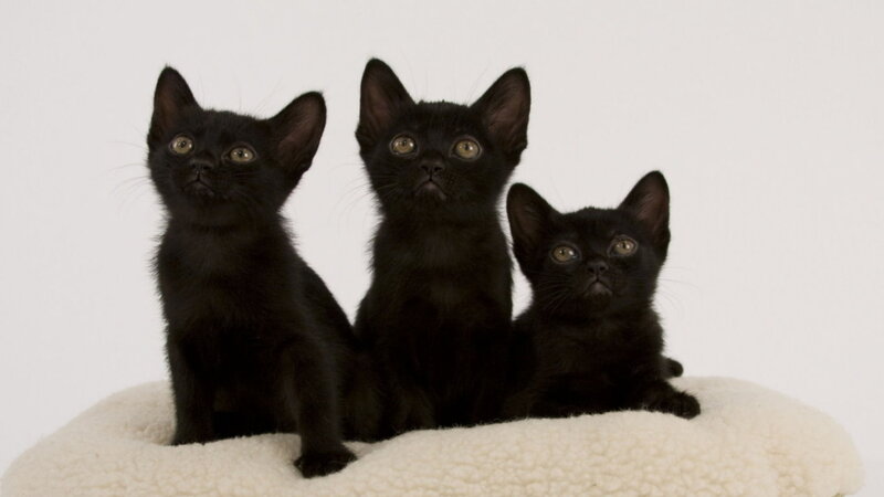 Three Black Kittens — Calm