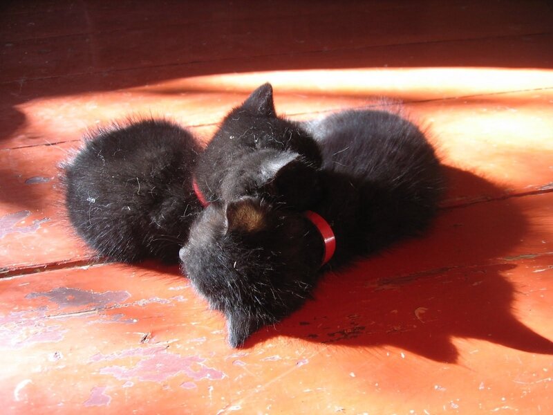 Three black kittens in sunlight