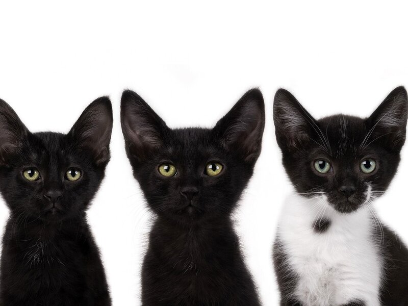 Three Black Kittens — Neutral